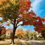 Neighborhood Tree Planting Event