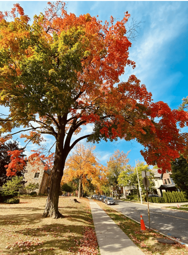 Neighborhood Tree Planting Event